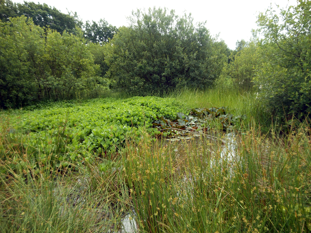 Hazelton Common Pond